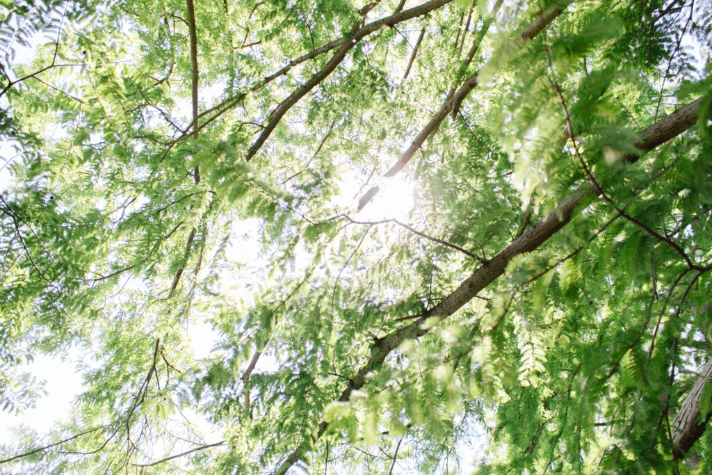 Foto of sun shining through the trees from above